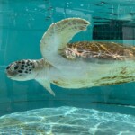 Na návštěvě v mořském akváriu